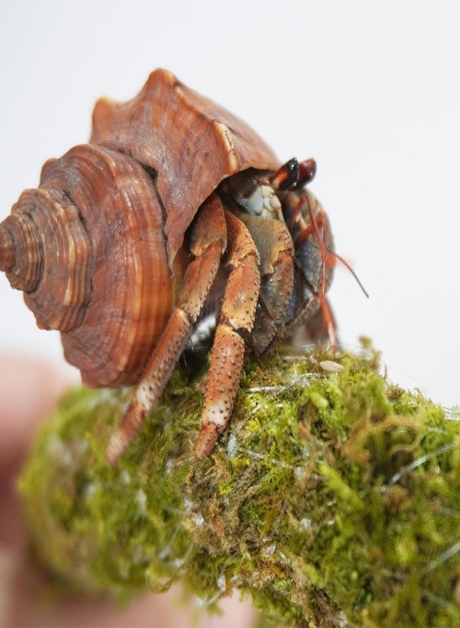 Begeterday 25 Inch Hermit Crab Climbing Toys, Bendable Hermit Crab Supplies, Ideal Hermit Crab Habitat Tank Terrarium Accessories - Image 2